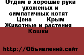 Отдам в хорошие руки ухоженых и симпатичных котят › Цена ­ 0 - Крым Животные и растения » Кошки   